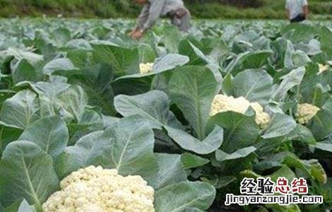 花椰菜种植该如何选种 花椰菜怎样种植技术