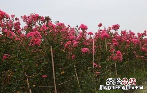 秋季种植什么 秋季种植什么蔬菜好