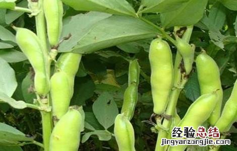 秋季种植什么 秋季种植什么蔬菜好