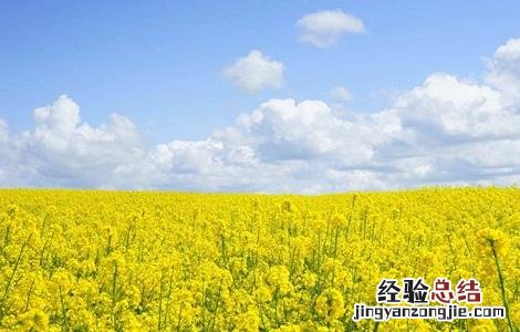 秋季种植什么 秋季种植什么蔬菜好
