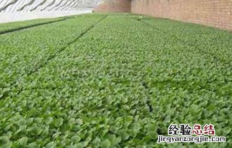 秋后茄子栽培技巧 秋后茄子栽培技巧视频