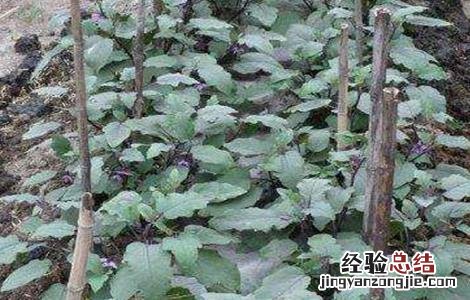 秋后茄子栽培技巧 秋后茄子栽培技巧视频