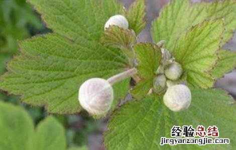 冬葵种植时间和方法 冬葵种植时间和方法图片