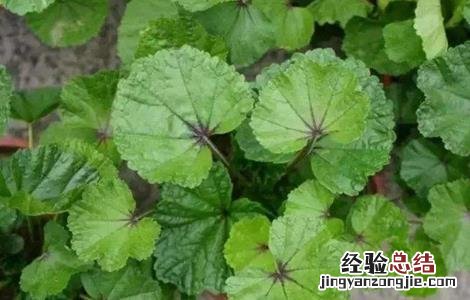 冬葵种植时间和方法 冬葵种植时间和方法图片