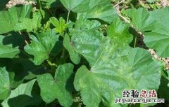 冬葵种植时间和方法 冬葵种植时间和方法图片