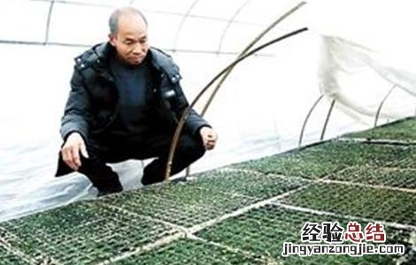 冬季蔬菜育苗的注意事项视频 冬季蔬菜育苗的注意事项