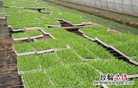 冬季蔬菜育苗的注意事项视频 冬季蔬菜育苗的注意事项