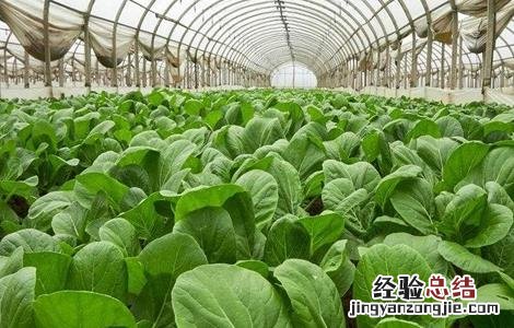 冬季大棚如何通风 冬季大棚如何通风最好