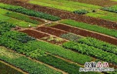 如何使用生态措施防治蔬菜病害呢 如何使用生态措施防治蔬菜病害
