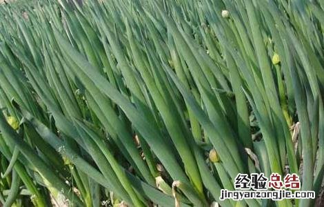 如何使用生态措施防治蔬菜病害呢 如何使用生态措施防治蔬菜病害
