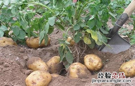 如何使用生态措施防治蔬菜病害呢 如何使用生态措施防治蔬菜病害