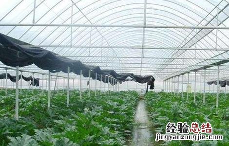 大棚湿度高怎么办 冬季大棚湿度大怎么办