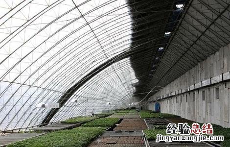 大棚湿度高怎么办 冬季大棚湿度大怎么办