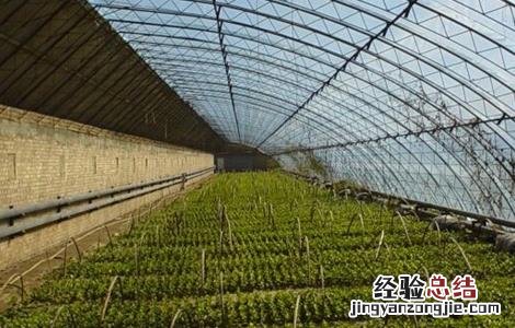 大棚湿度高怎么办 冬季大棚湿度大怎么办