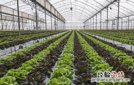 大棚湿度高怎么办 冬季大棚湿度大怎么办