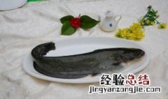 越冬的鲶鱼什么时候进食 鲶鱼怎么越冬