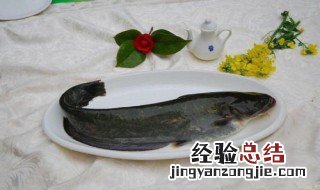 越冬的鲶鱼什么时候进食 鲶鱼怎么越冬