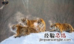 意马心猿醉梦中是什么生肖 意马心猿醉梦中是指什么生肖