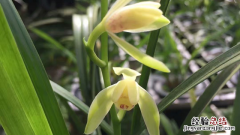 哪种兰花花期长 哪种兰花花期长又好看