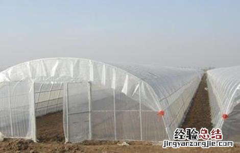 冬季大棚通风注意事项