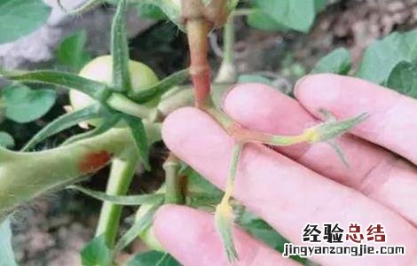 西红柿花未开先黄化是什么回事 西红柿开花后变黄枯死