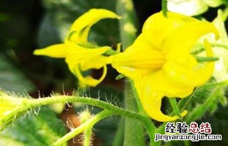 西红柿花未开先黄化是什么回事 西红柿开花后变黄枯死