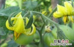 西红柿花未开先黄化是什么回事 西红柿开花后变黄枯死