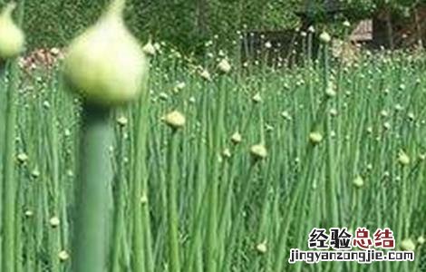 洋葱先期抽薹原因及防治措施 洋葱先期抽薹的原因和防止措施