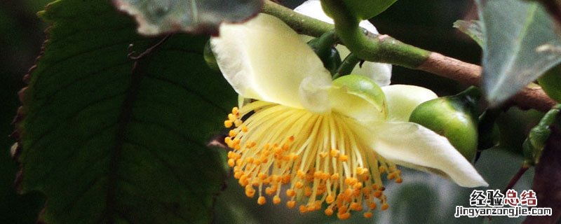 茶树怎么养家庭养法 如何养茶树