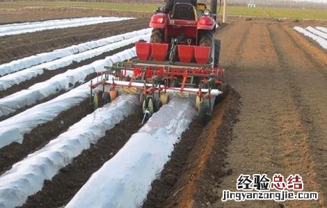 冬季蔬菜如何养护根系发芽 冬季蔬菜如何养护根系