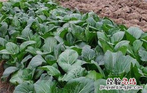 冬季蔬菜如何养护根系发芽 冬季蔬菜如何养护根系
