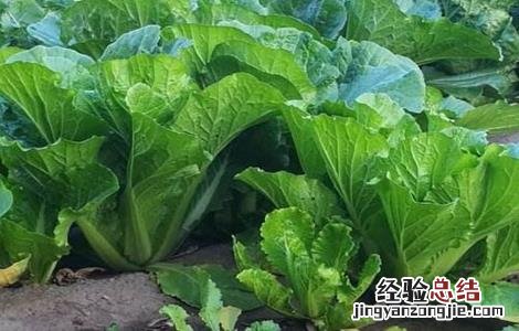 冬季蔬菜如何养护根系发芽 冬季蔬菜如何养护根系