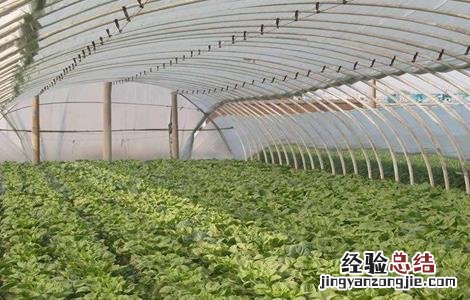 大棚蔬菜施肥误区有哪些 大棚蔬菜施肥误区