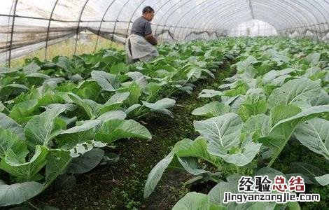 大棚蔬菜施肥误区有哪些 大棚蔬菜施肥误区