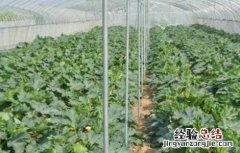大棚蔬菜施肥误区有哪些 大棚蔬菜施肥误区