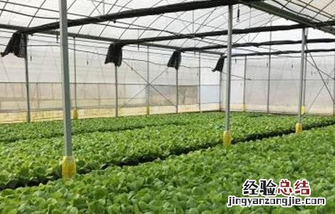 大棚蔬菜施肥误区有哪些 大棚蔬菜施肥误区