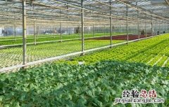 冬季蔬菜育苗注意事项 冬季蔬菜育苗注意事项图片