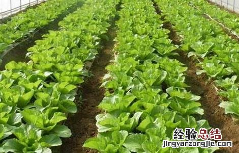 冬季蔬菜育苗注意事项 冬季蔬菜育苗注意事项图片