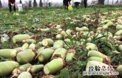 萝卜撇叶注意事项 胡萝卜需要掐叶吗