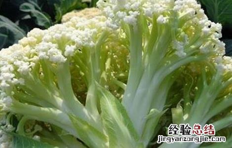 花椰菜散花原因及防治措施图片 花椰菜散花原因及防治措施
