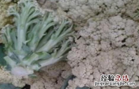 花椰菜散花原因及防治措施图片 花椰菜散花原因及防治措施