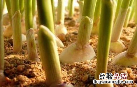 秋季大蒜的栽培技巧视频 秋季大蒜的栽培技巧
