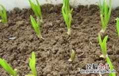 秋季大蒜的栽培技巧视频 秋季大蒜的栽培技巧