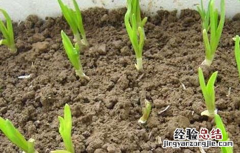 秋季大蒜的栽培技巧视频 秋季大蒜的栽培技巧