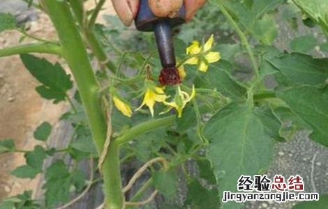 大棚蔬菜蘸花技巧和注意事项 大棚蔬菜蘸花技巧和注意事项有哪些
