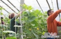 大棚蔬菜蘸花技巧和注意事项 大棚蔬菜蘸花技巧和注意事项有哪些