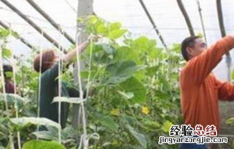 大棚蔬菜蘸花技巧和注意事项 大棚蔬菜蘸花技巧和注意事项有哪些