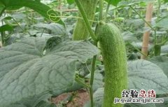 如何防止黄瓜早衰发生 如何防止黄瓜早衰