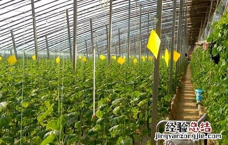 如何防止黄瓜早衰发生 如何防止黄瓜早衰