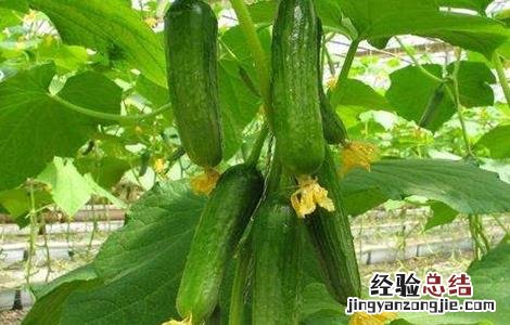 如何防止黄瓜早衰发生 如何防止黄瓜早衰